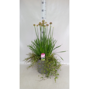 Allium  'Millenium'