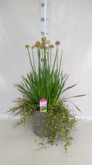 <h4>Allium  'Millenium'</h4>