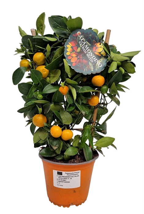 <h4>Citr Microcarpa</h4>