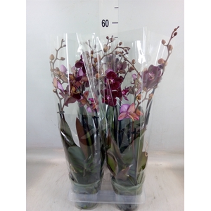 Phalaenopsis multi. 'Ant Cartagena'