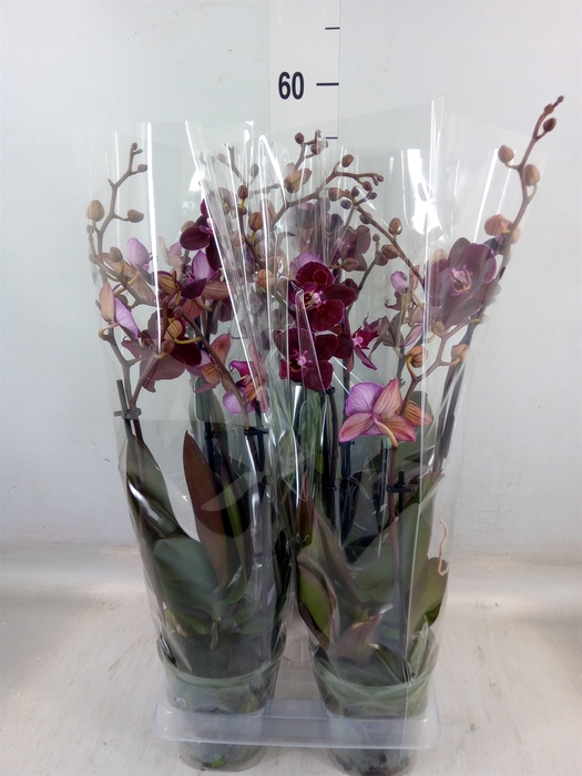 <h4>Phalaenopsis multi. 'Ant Cartagena'</h4>