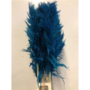 Cortaderia Blue