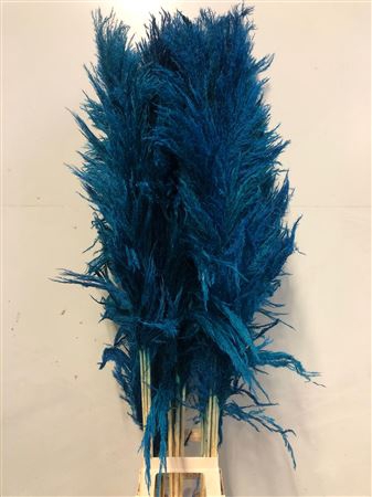 <h4>Cortaderia Blue</h4>