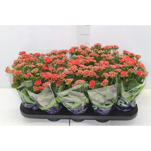 KALANCHOE DOBRADO P11 VERMELHO