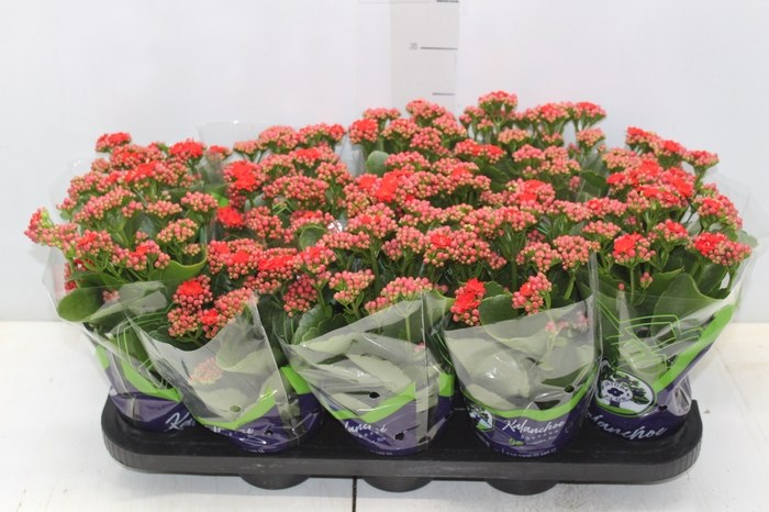 <h4>KALANCHOE DOBRADO P11 VERMELHO</h4>
