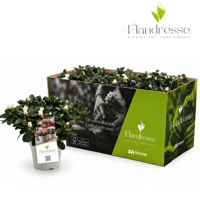 <h4>Azalea Flandresse® 'Innocent White' 22 - 25 cm</h4>