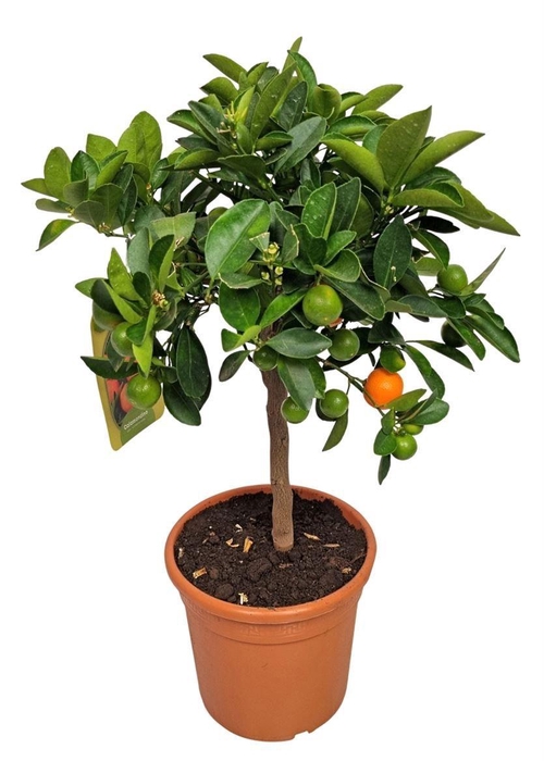 <h4>CITR MICROCARPA</h4>