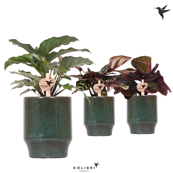 <h4>Kolibri Greens Calathea mix in Classy pot green</h4>