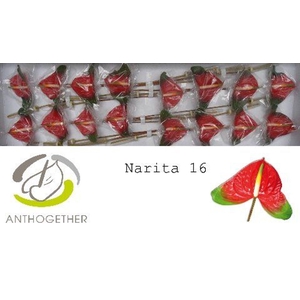 Anthurium andr. 'Narita'