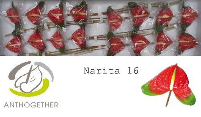 <h4>Anthurium andr. 'Narita'</h4>