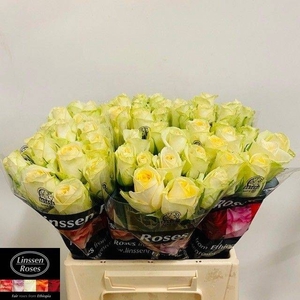 R GR CREAM MAYFAIR! ANGEBOT
