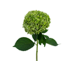HORTENSIA FORCE 050 CM VERDE