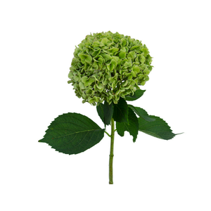 HORTENSIA FORCE 050 CM VERDE