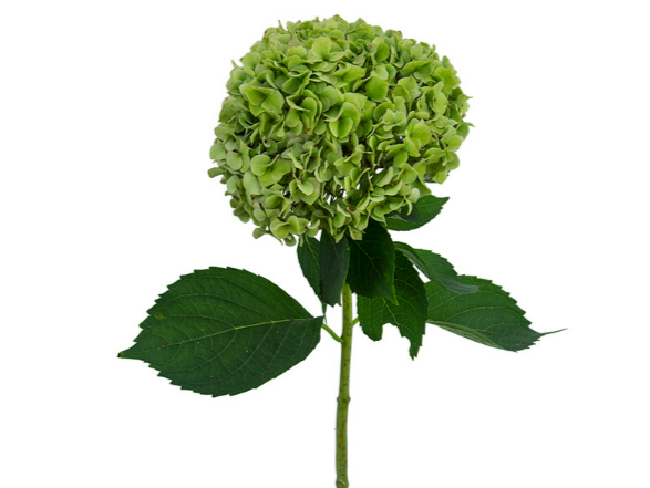 <h4>HORTENSIA FORCE 030 CM VERDE</h4>