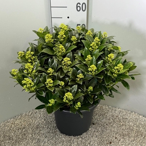 Skimmia japonica White Globe