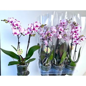 PHAL OV