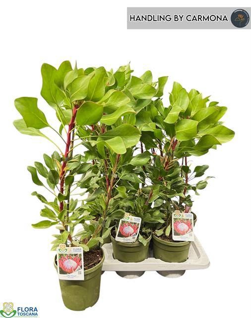 <h4>Protea cynaroides 'Little Prince'</h4>