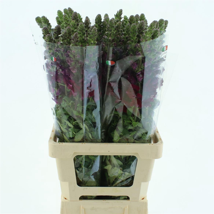 <h4>Antir Op Bordeaux</h4>