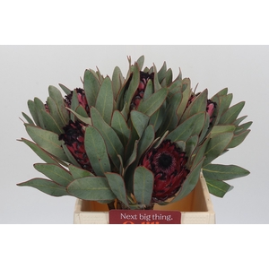 Protea Barbigera Ruby Princess Air
