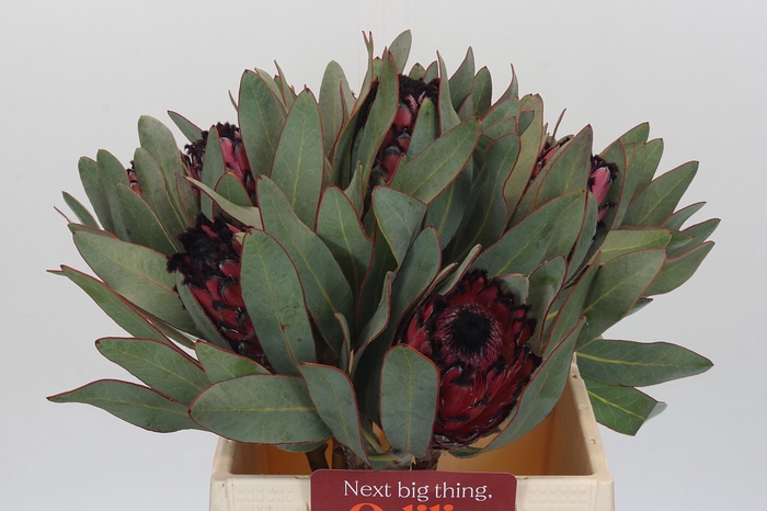 <h4>Protea Barbigera Ruby Princess Air</h4>