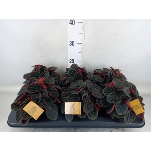 Peperomia