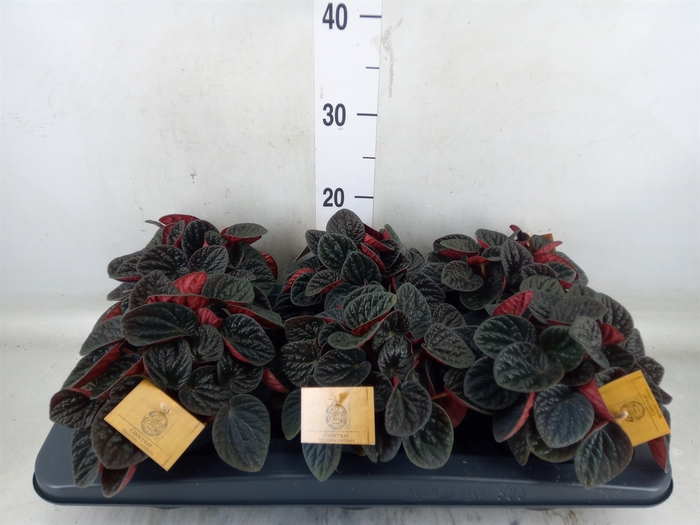 <h4>Peperomia</h4>