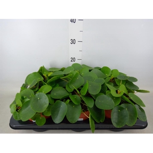 Pilea peperomioides