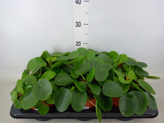 <h4>Pilea peperomioides</h4>