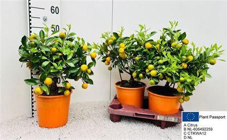 Citr Microcarpa 15+