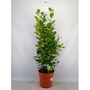 Ficus microcarpa 'Moclame'