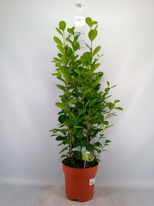 <h4>Ficus microcarpa 'Moclame'</h4>