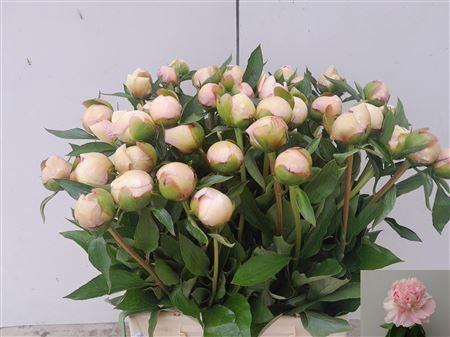 <h4>PAEO L ALERTIE</h4>