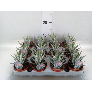 Haworthia fasciata 'Alba'