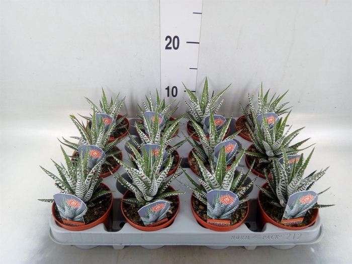 <h4>Haworthia fasciata 'Alba'</h4>