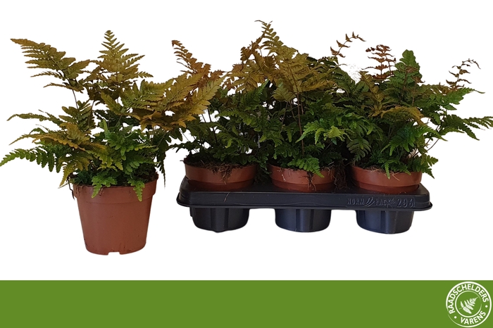 <h4>DRYOPTERIS ERYTHROSO</h4>