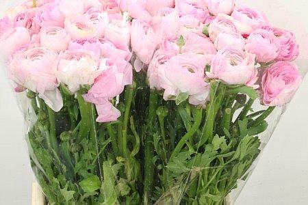 <h4>RAN ELEGANCE PINK</h4>