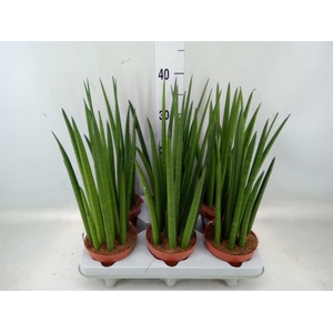 Sansevieria cyl.  ...