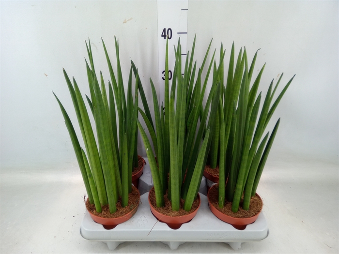 <h4>Sansevieria cyl.  ...</h4>