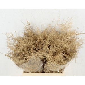 ASP OV KLB ANTIEK GOLD