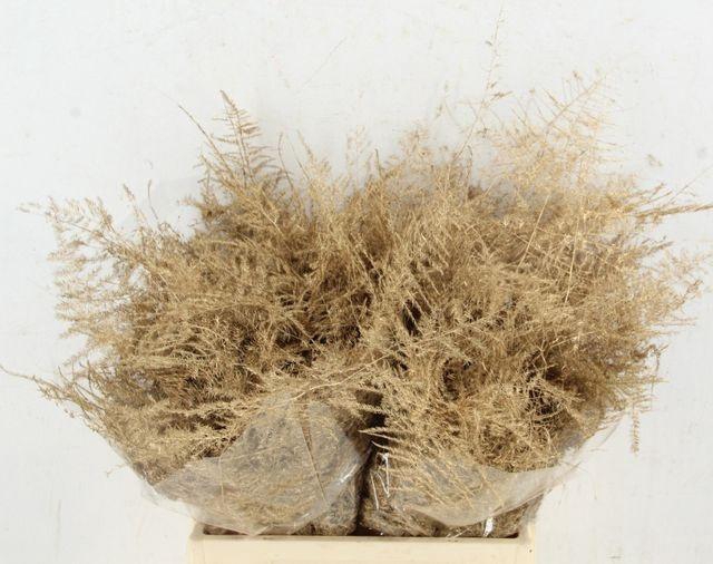 <h4>ASP OV KLB ANTIEK GOUD</h4>