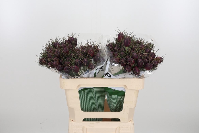 <h4>Nigella Overig</h4>