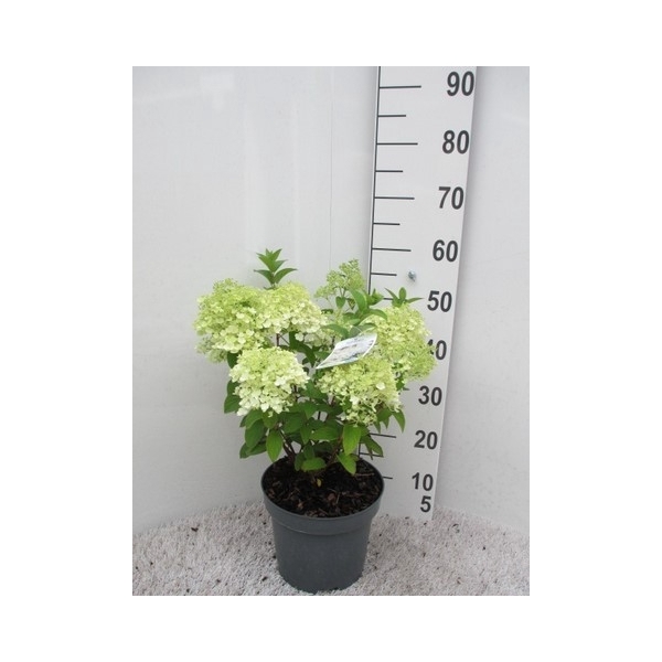 <h4>Hydrangea pan. Bobo 20-25 P23</h4>