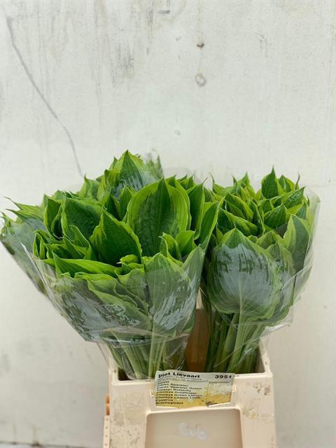 <h4>HOSTA F AUREOMARGINA</h4>