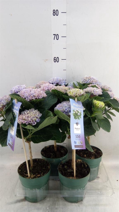 <h4>Hydrangea mac. 'Magical Revolution'</h4>