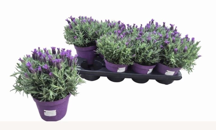 <h4>LAVAN STOECHAS</h4>