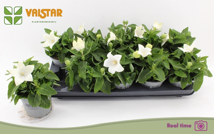 <h4>PLATYCO GR ASTRA WHI</h4>