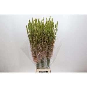 Eremurus Shelford Pink Star