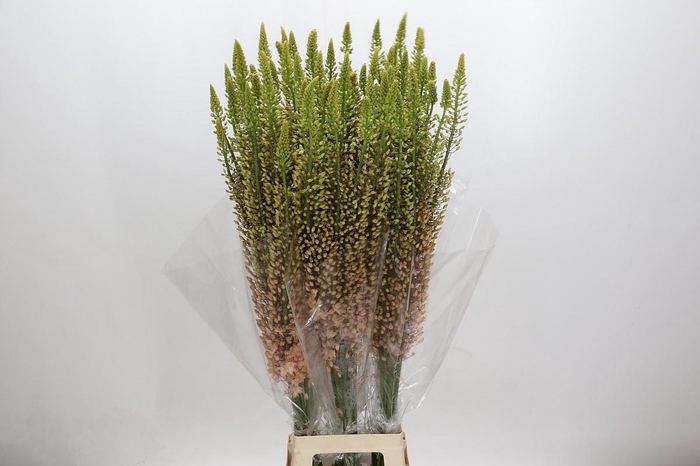 <h4>Eremurus Shelford Pink Star</h4>