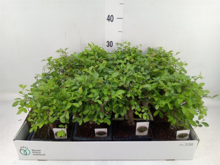 <h4>Bonsai   ...mix</h4>