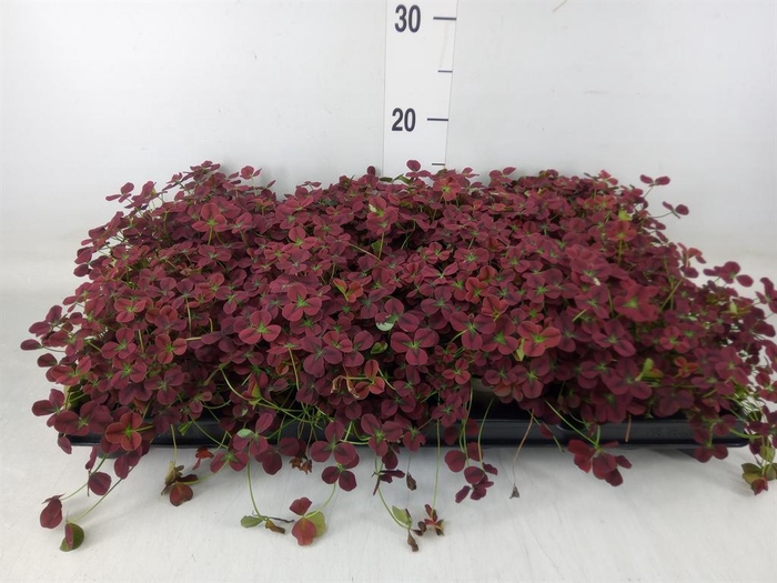 <h4>Trifolium rubens</h4>